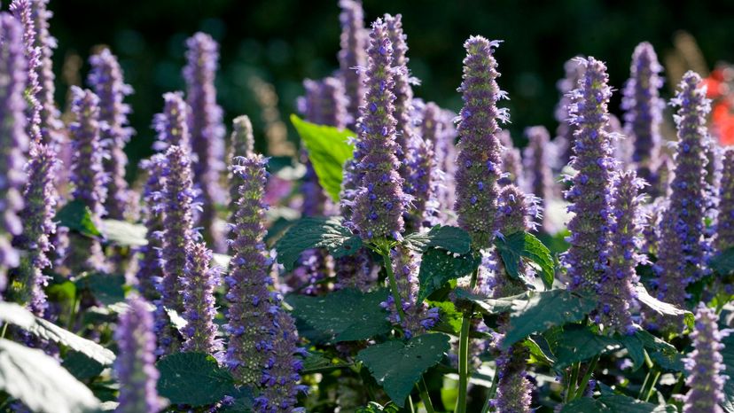 Anise hyssop