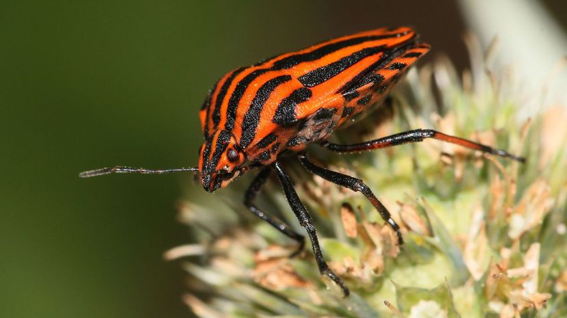 Italian Striped Bug