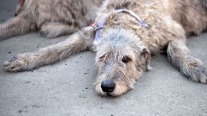 Irish Wolfhound