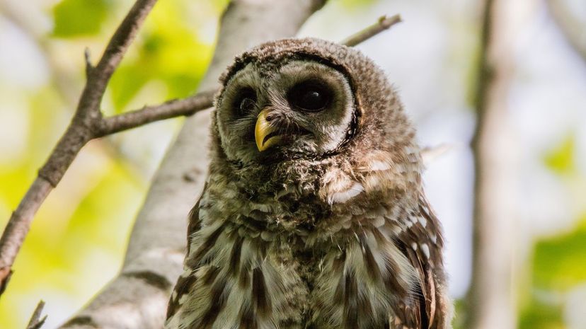 Barred owl