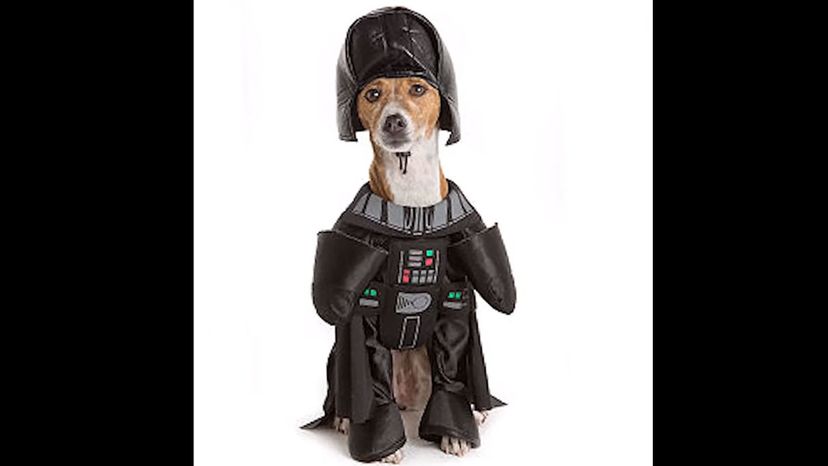 Can You Guess The Halloween Costumes Of These Cute Cats And Dogs? 