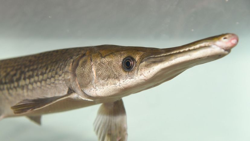 Alligator gar