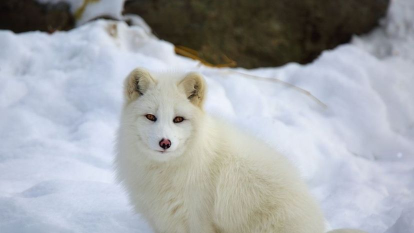 Arctic Fox