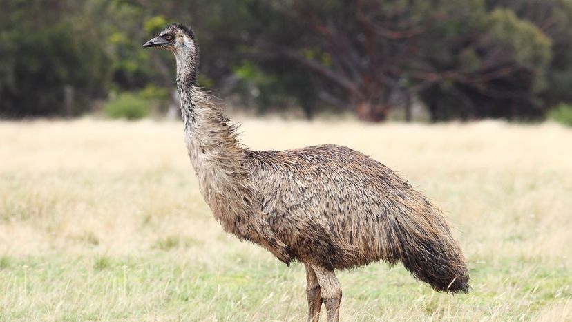 Emu