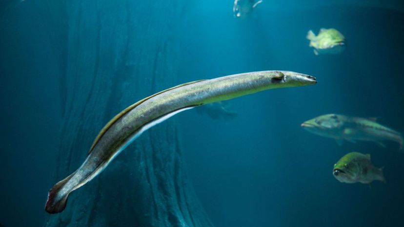 American Eel