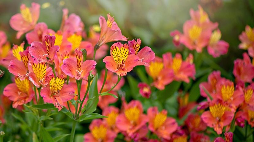 Peruvian Lily