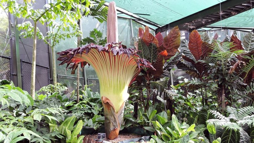 Corpse flower