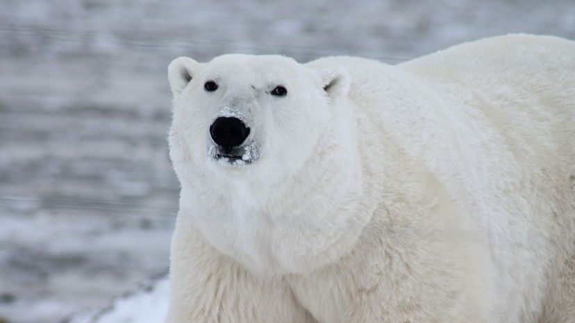 Polar Bear
