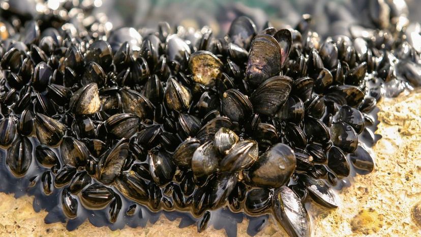 Mussels