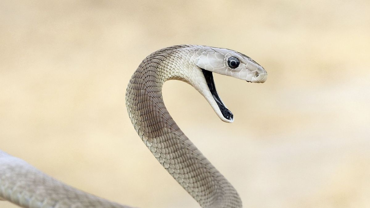 Este quiz de identificação de cobras venenosas é realmente difícil
