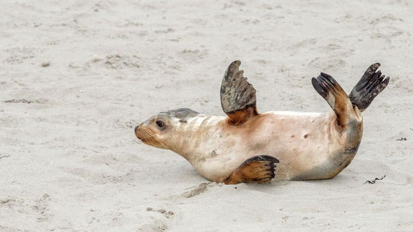 Australian Sea Lion