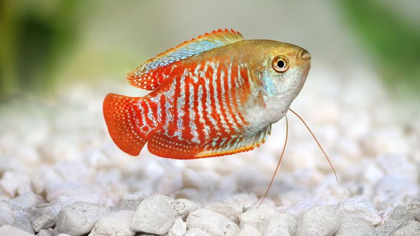 Dwarf Gourami