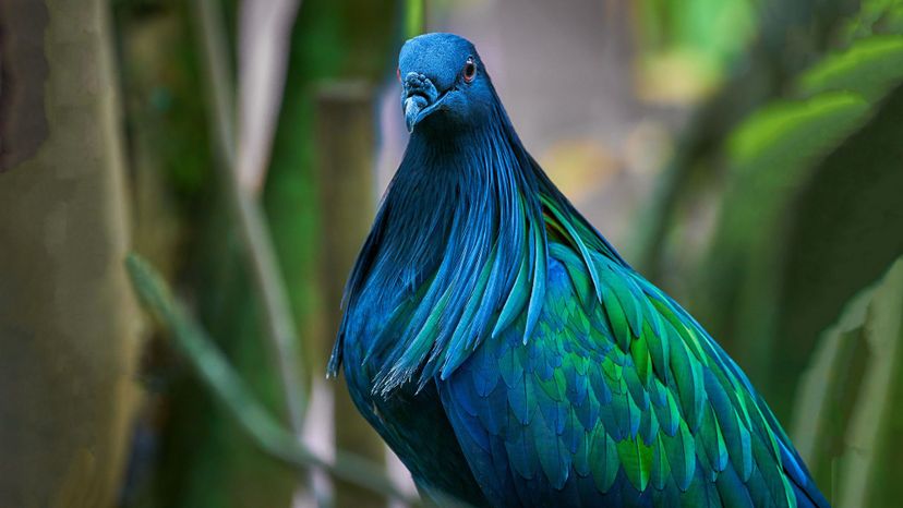 Nicobar Pigeon