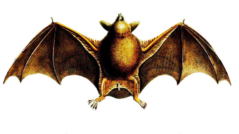 Lesser short-tailed bat