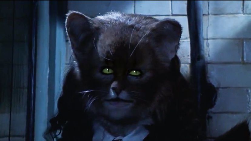 23_Hermione-Cat