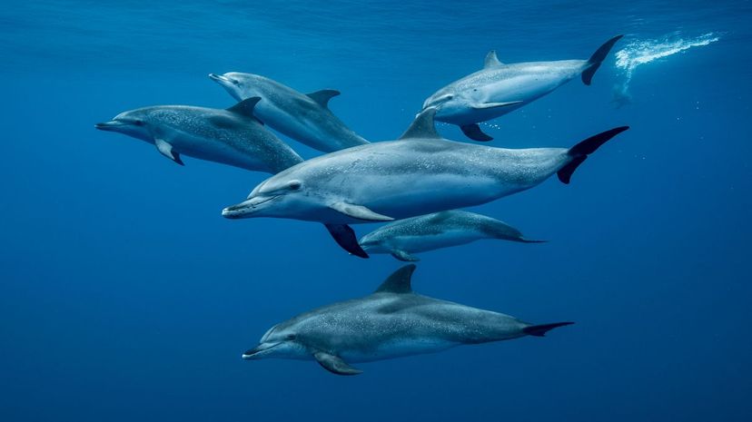4. dolphin