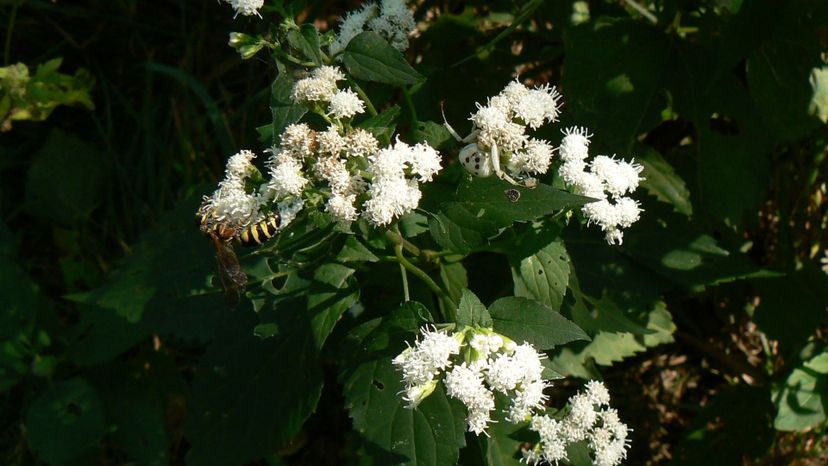 White snakeroot (ageratina altissima)