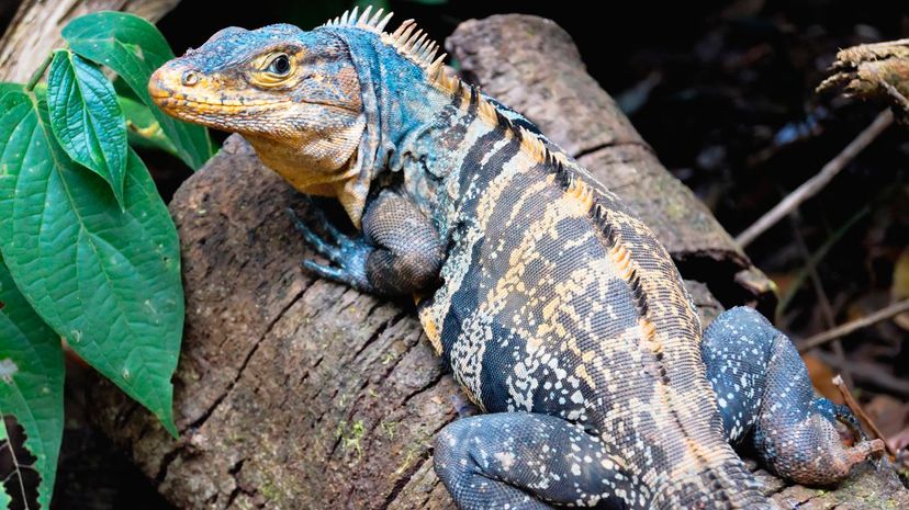 Which Cold-Blooded Animal Are You?