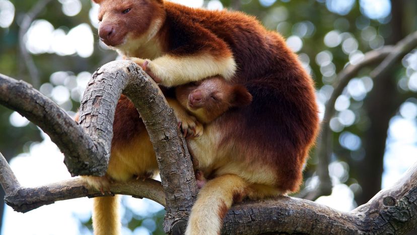 Tree Kangaroo