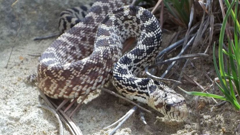 Bull Snake