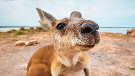 How Well Do You Know Australia and New Zealand?