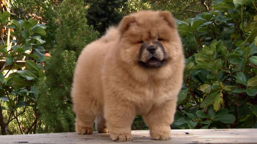 15 Chow chow