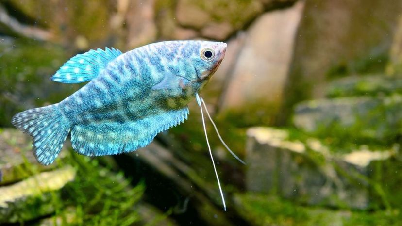 Blue Gourami