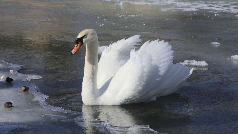 Swan