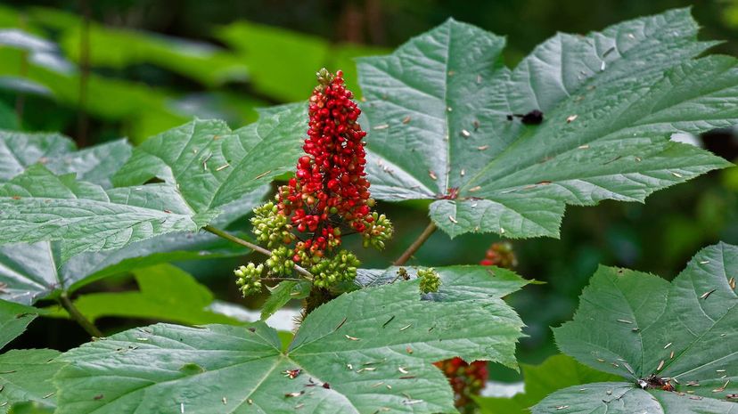 24 Alaska Berries