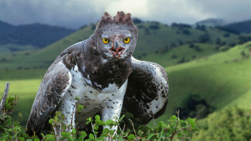 Martial Eagle