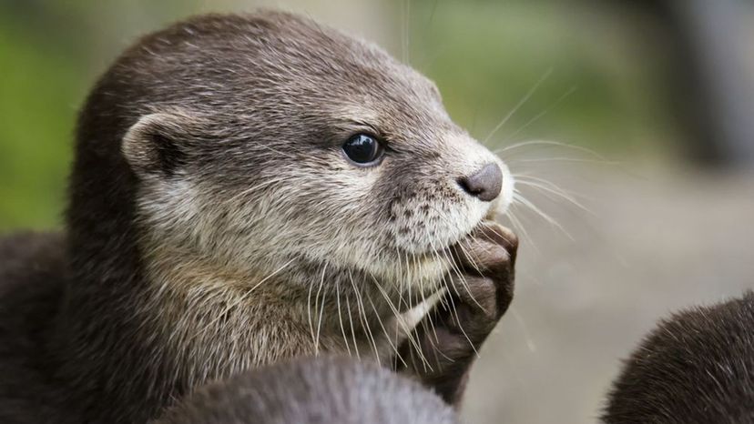 Otter