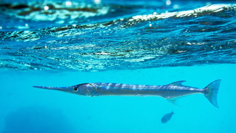 Needlefish