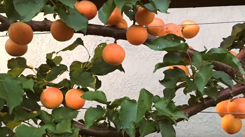 Blenheim apricot branches