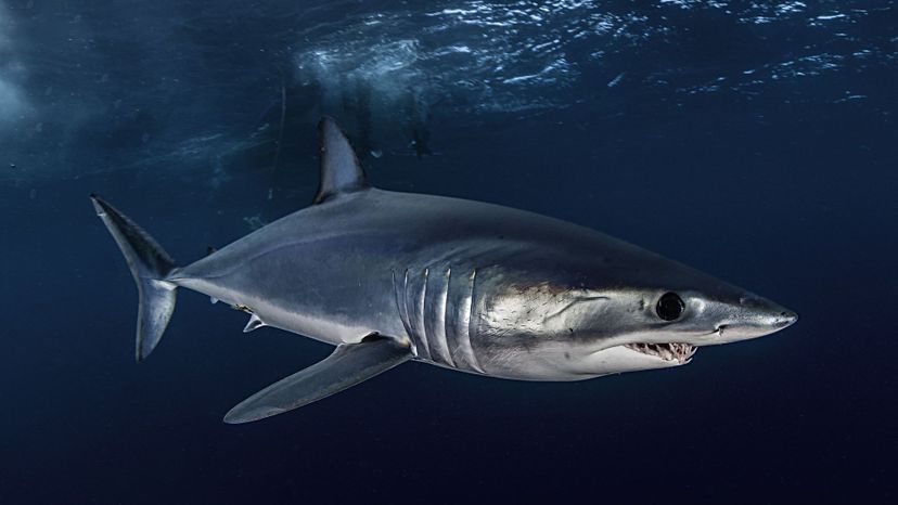 Shortfin mako shark