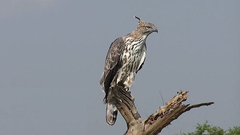 Crested Hawk