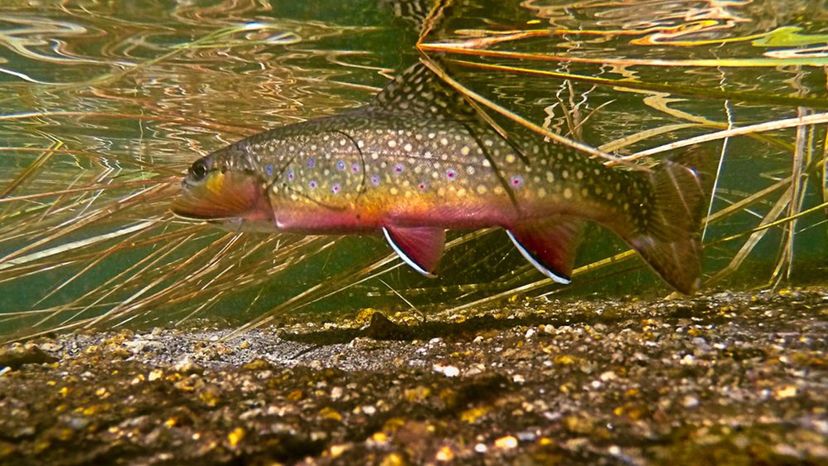 Can You Identify These Trout from an Image?