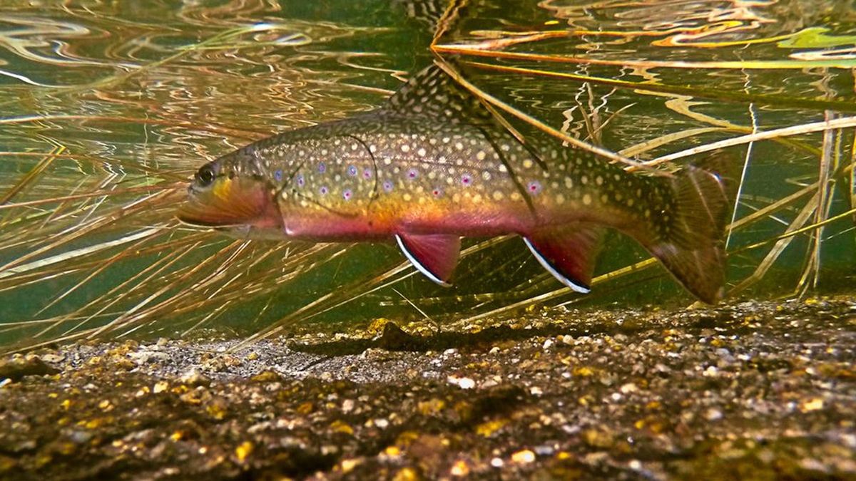 Can You Identify These Trout from an Image? Zoo