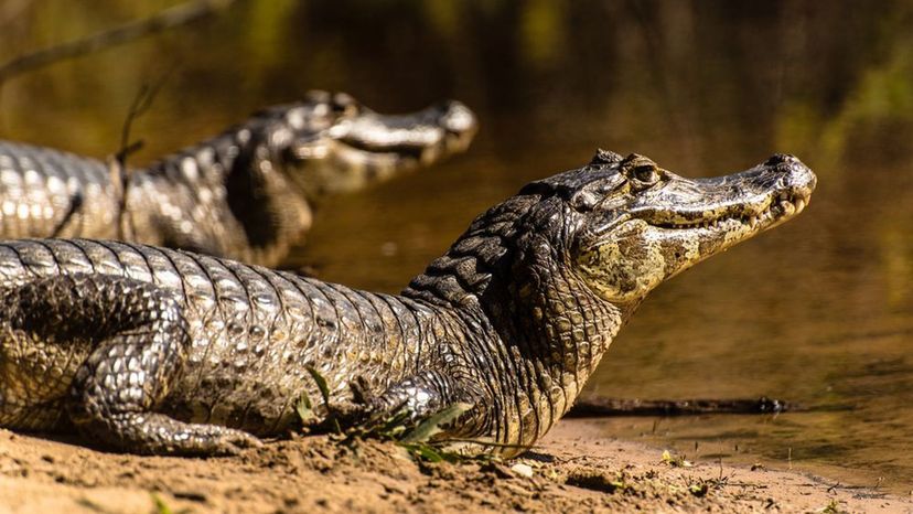 Este quiz de identificação de cobras venenosas é realmente difícil