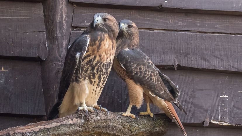 Red-Tailed Hawks