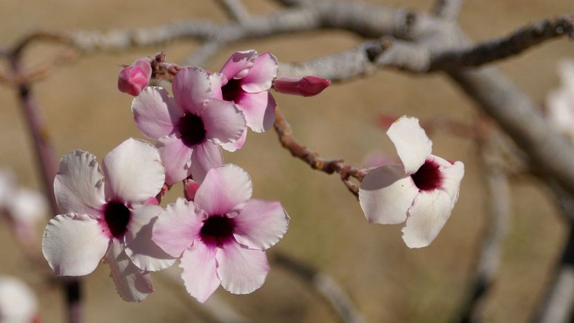 Desert rose (adenium obesum)