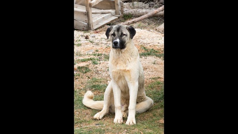 #30 Anatolian Shepherd Dog