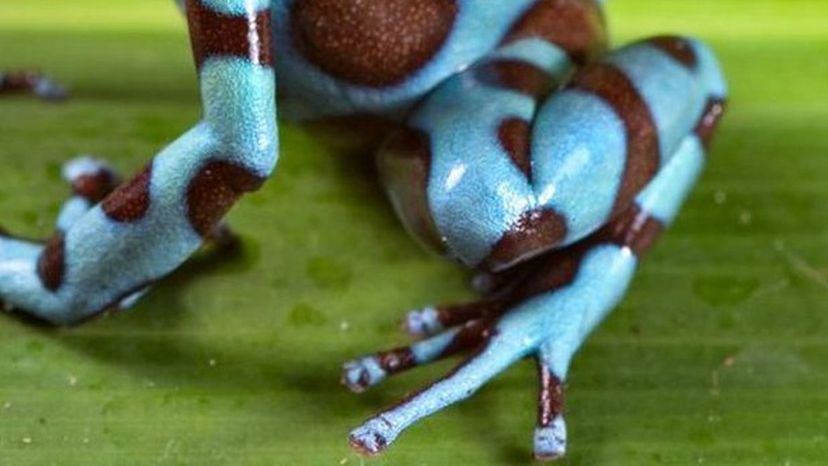 Bluepoisondartfrog