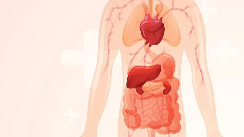 Q 18 After esophagus before small intestine