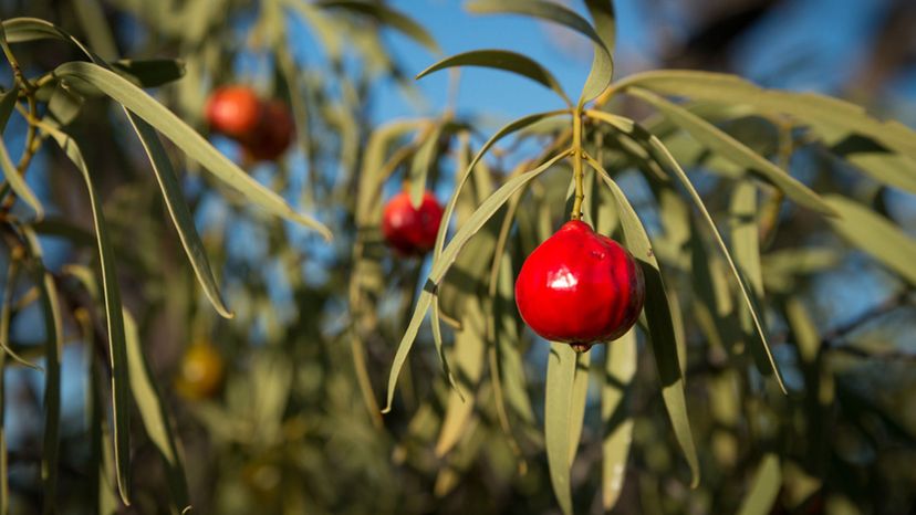 Quandong