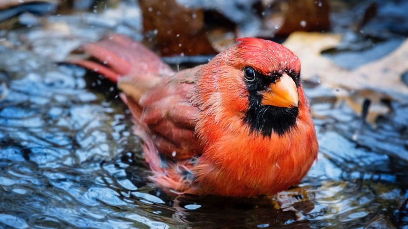 Cardinal