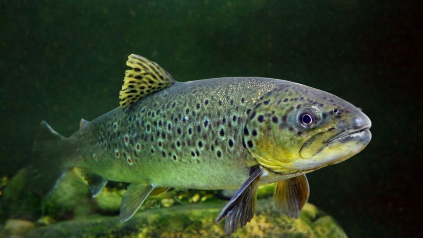 Brown Trout