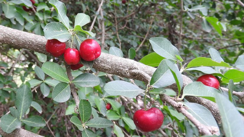 Barbados cherry