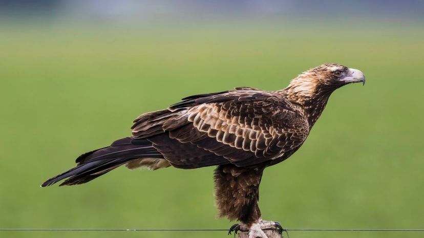 wedge-tailed eagle
