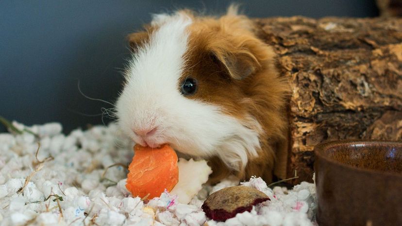 Guinea pig