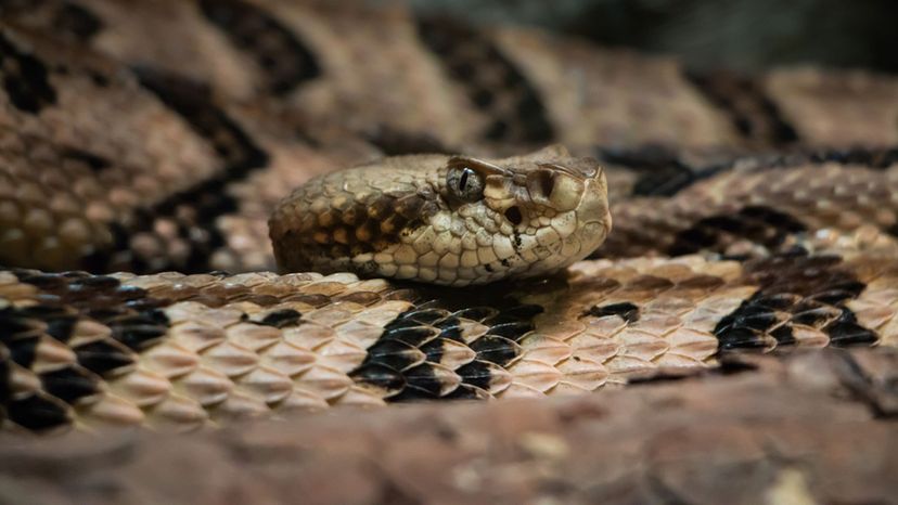 Timber Rattlesnake